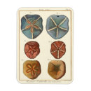 Recherche de oursin magnets Dollar de sable