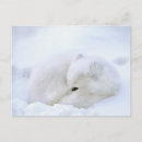 Recherche de manitoba cartes postales Churchill