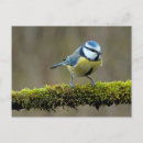 Recherche de colibri mignon cartes postales Animal