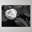 Recherche de sudiste posters Nature