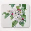 Recherche de arbustes tapis souris Fleurs 19ème