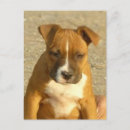 Recherche de chiot pitbull cartes postales Terrier