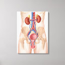 Recherche de système endocrinien Anatomie