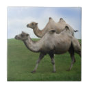 Recherche de champ carreaux Animaux