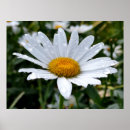 Recherche de rose macro posters Blanc