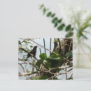 Recherche de chanteurs cartes postales Oiseaux