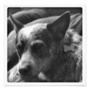 Recherche de heeler bleu Dingo