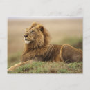 Recherche de masai mara cartes postales Kenya