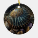Recherche de coquilles de mer ornements Nature