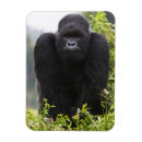 Recherche de gorille de montagne magnets Singe