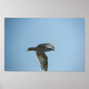 Zoek naar zeemeeuwen posters Hemel