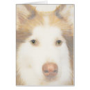 Recherche de chien enroué Malamute