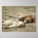 Recherche de sud africain art Nature