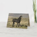Recherche de étalon noir vœux cartes Sauvage