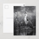 Recherche de héron blanc cartes postales Oiseau