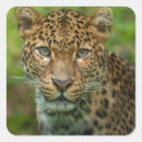 Recherche de jaguar autocollants Faune