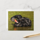 Recherche de cygne noir Élégant