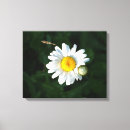 Recherche de fleur de marguerite toiles Nature