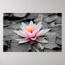 Recherche de fleur de lotus rose posters Floral