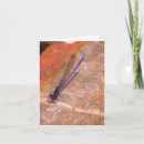 Recherche de libellule et damselfly Pour tous