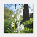 Recherche de jacinthes magnets Fleur