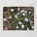 Zoek naar sneeuwklokjes briefkaarten Bloem