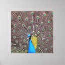 Recherche de paon impressions sur toile Vert
