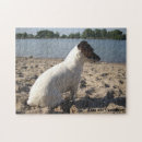 Recherche de jack russell puzzles Animal