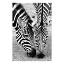 Recherche de zèbres photographie Nature