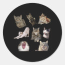Recherche de miaou autocollants Drôle
