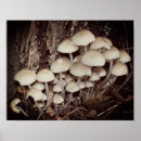 Recherche de souche posters Forêt