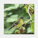 Zoek naar gele vink magneten Vogel