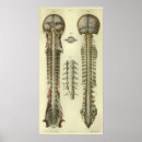 Zoek naar hersenen anatomie posters Zenuwstelsel