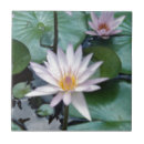 Recherche de nénuphars carreaux Lilypads