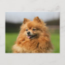 Recherche de pomeranians cartes postales Loulou