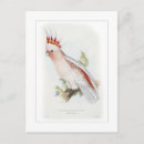Recherche de coq vintage cartes postales Aquarelle