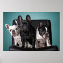 Recherche de chiot bouledogue français posters Chien
