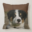 Recherche de de border collie coussins Plomb et pam langrish
