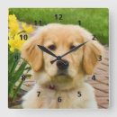 Recherche de golden retriever horloges Chiots