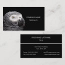 Recherche de perroquet cartes visite Animaux