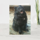 Recherche de schipperke vœux cartes Pour tous
