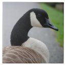 Recherche de oies carreaux Oiseaux