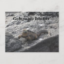 Recherche de galapagos cartes postales Iguana
