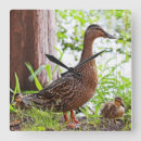 Recherche de de canard horloges Animaux