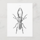 Recherche de scarabée cartes postales Coléoptères