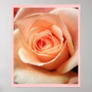 Recherche de abricot posters Fleur