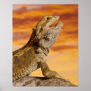 Zoek naar reptielen posters Wild