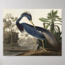 Zoek naar louisiana heron posters Vogels uit amerika