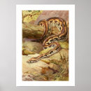 Recherche de boa posters Reptile