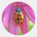 Recherche de coccinelle sur une fleur autocollants Jardin